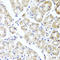 AlkB Homolog 4, Lysine Demethylase antibody, LS-C409361, Lifespan Biosciences, Immunohistochemistry frozen image 