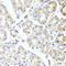 Probable alpha-ketoglutarate-dependent dioxygenase ABH4 antibody, LS-C409361, Lifespan Biosciences, Immunohistochemistry frozen image 