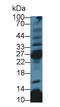 CD8b Molecule antibody, LS-C705758, Lifespan Biosciences, Western Blot image 