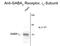 Gamma-Aminobutyric Acid Type A Receptor Gamma2 Subunit antibody, GTX82676, GeneTex, Western Blot image 