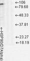 Heat Shock Protein 90 Alpha Family Class B Member 1 antibody, NB110-96872, Novus Biologicals, Western Blot image 