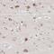 Gamma-Aminobutyric Acid Type A Receptor Gamma1 Subunit antibody, NBP1-91003, Novus Biologicals, Immunohistochemistry frozen image 