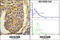 Cerberus 1, DAN Family BMP Antagonist antibody, 62-558, ProSci, Immunohistochemistry paraffin image 