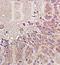 Neuropeptide Y Receptor Y1 antibody, GTX37593, GeneTex, Immunohistochemistry paraffin image 
