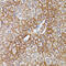 HDLBP antibody, 19-982, ProSci, Immunohistochemistry paraffin image 