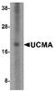 Upper Zone Of Growth Plate And Cartilage Matrix Associated antibody, MBS150184, MyBioSource, Western Blot image 