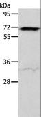Activin A Receptor Type 2A antibody, LS-C404432, Lifespan Biosciences, Western Blot image 