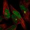 RNA Binding Motif Protein 20 antibody, HPA035806, Atlas Antibodies, Immunofluorescence image 