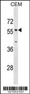 Optineurin antibody, 59-579, ProSci, Western Blot image 