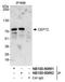 Centrosomal Protein 72 antibody, NB100-60662, Novus Biologicals, Western Blot image 
