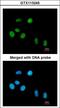 Peptidylprolyl Cis/Trans Isomerase, NIMA-Interacting 1 antibody, LS-C109503, Lifespan Biosciences, Immunofluorescence image 