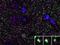 Protein bassoon antibody, 73-491, Antibodies Incorporated, Immunofluorescence image 