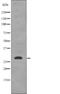Stratifin antibody, abx218542, Abbexa, Western Blot image 