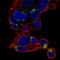 N-Terminal EF-Hand Calcium Binding Protein 3 antibody, HPA044785, Atlas Antibodies, Immunofluorescence image 