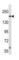 TSC Complex Subunit 2 antibody, abx034676, Abbexa, Western Blot image 