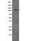 ArfGAP With SH3 Domain, Ankyrin Repeat And PH Domain 2 antibody, abx148367, Abbexa, Western Blot image 