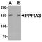 PTPRF Interacting Protein Alpha 3 antibody, A11239, Boster Biological Technology, Western Blot image 