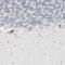 TRNA Splicing Endonuclease Subunit 2 antibody, PA5-55562, Invitrogen Antibodies, Immunohistochemistry frozen image 