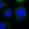 Leucine Rich Repeats And Calponin Homology Domain Containing 3 antibody, HPA017299, Atlas Antibodies, Immunofluorescence image 