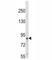 Neurotrophic Receptor Tyrosine Kinase 1 antibody, F50683-0.4ML, NSJ Bioreagents, Western Blot image 