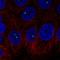 Bromodomain Containing 3 antibody, HPA051830, Atlas Antibodies, Immunocytochemistry image 