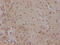 SRY-Box 2 antibody, CSB-RA973770A0HU, Cusabio, Immunohistochemistry frozen image 