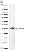 HA tag antibody, 710236, Invitrogen Antibodies, Western Blot image 