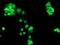 A-chimaerin antibody, NBP2-46290, Novus Biologicals, Immunofluorescence image 