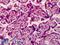 Mediator Complex Subunit 28 antibody, LS-B4987, Lifespan Biosciences, Immunohistochemistry paraffin image 