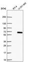 BICD Family Like Cargo Adaptor 1 antibody, PA5-66367, Invitrogen Antibodies, Western Blot image 