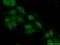 ATPase Family AAA Domain Containing 2 antibody, 23894-1-AP, Proteintech Group, Immunofluorescence image 