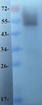 APC Down-Regulated 1 antibody, orb10112, Biorbyt, Western Blot image 