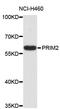 DNA Primase Subunit 2 antibody, STJ25111, St John