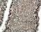 Thyroid Hormone Receptor Interactor 13 antibody, 19602-1-AP, Proteintech Group, Immunohistochemistry frozen image 
