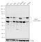 TNF receptor-associated factor 2 antibody, 711288, Invitrogen Antibodies, Western Blot image 