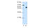 Heterogeneous Nuclear Ribonucleoprotein L antibody, 29-230, ProSci, Enzyme Linked Immunosorbent Assay image 