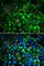 RuvB Like AAA ATPase 2 antibody, A1905, ABclonal Technology, Immunofluorescence image 