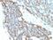 CD99 Molecule (Xg Blood Group) antibody, MBS438889, MyBioSource, Immunohistochemistry frozen image 