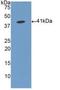 Fibrinogen Like 1 antibody, LS-C300448, Lifespan Biosciences, Western Blot image 