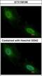 Aprataxin antibody, GTX109196, GeneTex, Immunofluorescence image 