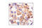 SRC Proto-Oncogene, Non-Receptor Tyrosine Kinase antibody, 2105S, Cell Signaling Technology, Immunohistochemistry paraffin image 