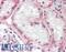 Kelch Like Family Member 1 antibody, LS-B9811, Lifespan Biosciences, Immunohistochemistry frozen image 