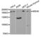 MutS Homolog 6 antibody, LS-C332402, Lifespan Biosciences, Western Blot image 