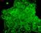 Prostaglandin E Synthase 3 antibody, NB110-96879, Novus Biologicals, Immunofluorescence image 