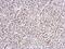 Centromere Protein F antibody, 3320, QED Bioscience, Immunohistochemistry frozen image 