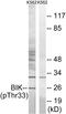 BCL2 Interacting Killer antibody, PA5-40170, Invitrogen Antibodies, Western Blot image 