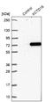 Potassium Channel Tetramerization Domain Containing 16 antibody, NBP2-30470, Novus Biologicals, Western Blot image 