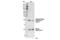 Myosin Light Chain 9 antibody, 3675S, Cell Signaling Technology, Western Blot image 