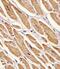 Adenylate Kinase 2 antibody, PA5-49482, Invitrogen Antibodies, Immunohistochemistry frozen image 