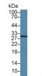 Caspase 14 antibody, MBS2028034, MyBioSource, Western Blot image 